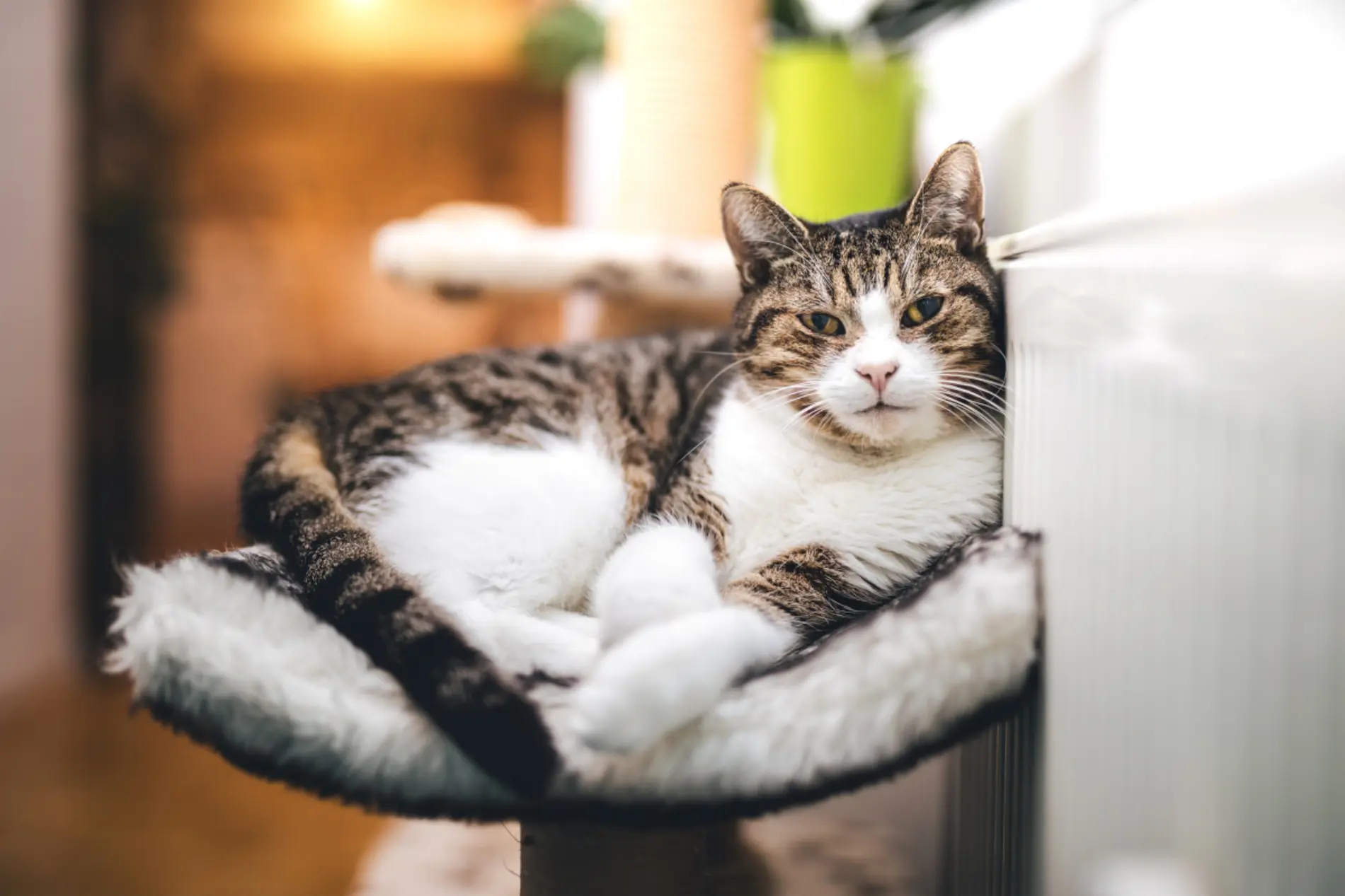 Eine Katze liegt auf einem Kratzbaum neben einer Heizung. 