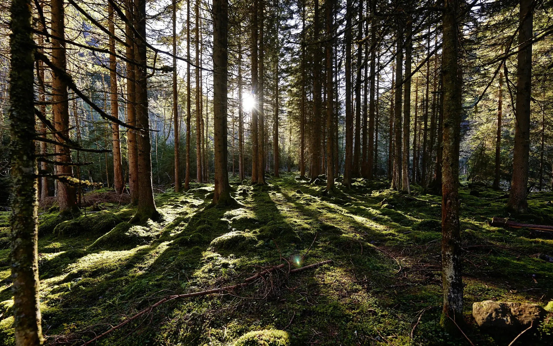 Bäume im Wald durch die die Sonne scheint